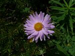 Cdn Rockies Adventure (Aug 2010) - Talus - 146

